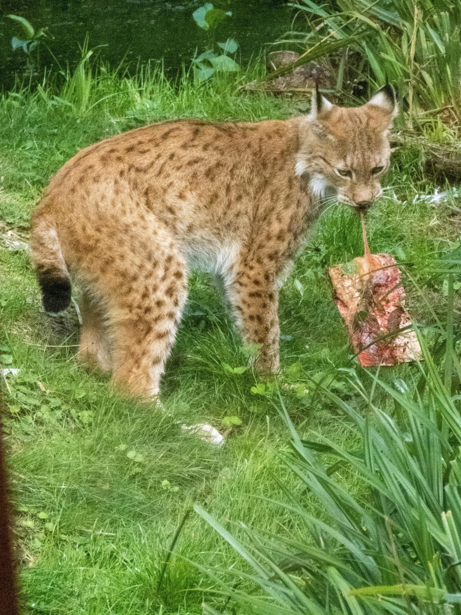 pixerke's tweet photo. Caught red-pawed. 🐾 Sometimes lunchtime comes with a little extra baggage.

Hashtags:
#GaiaZOO #Lynx #WildlifePhotography #ZooPhotography #BigCats https://t.co/cUYriRwtH7