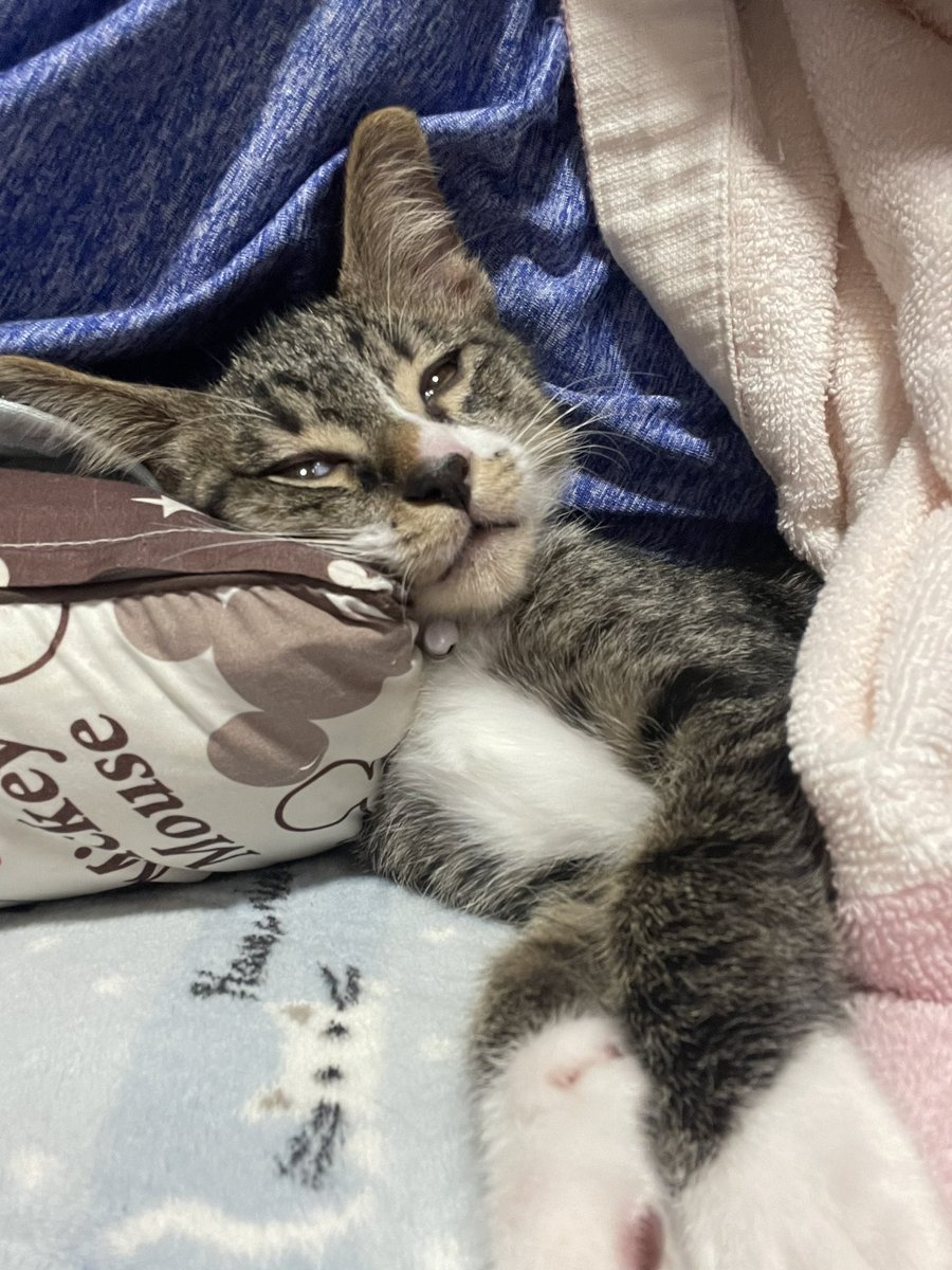 jun_supra61's tweet photo. かわいいね、うんかわいい、かわいいねえ…💤ぶさっ( ﾟ∀ﾟ)･∵ﾌﾞﾊｯ!! https://t.co/mBmGJn72Su