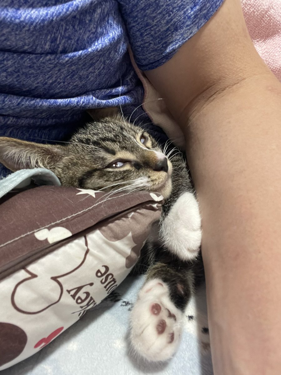 jun_supra61's tweet photo. かわいいね、うんかわいい、かわいいねえ…💤ぶさっ( ﾟ∀ﾟ)･∵ﾌﾞﾊｯ!! https://t.co/mBmGJn72Su