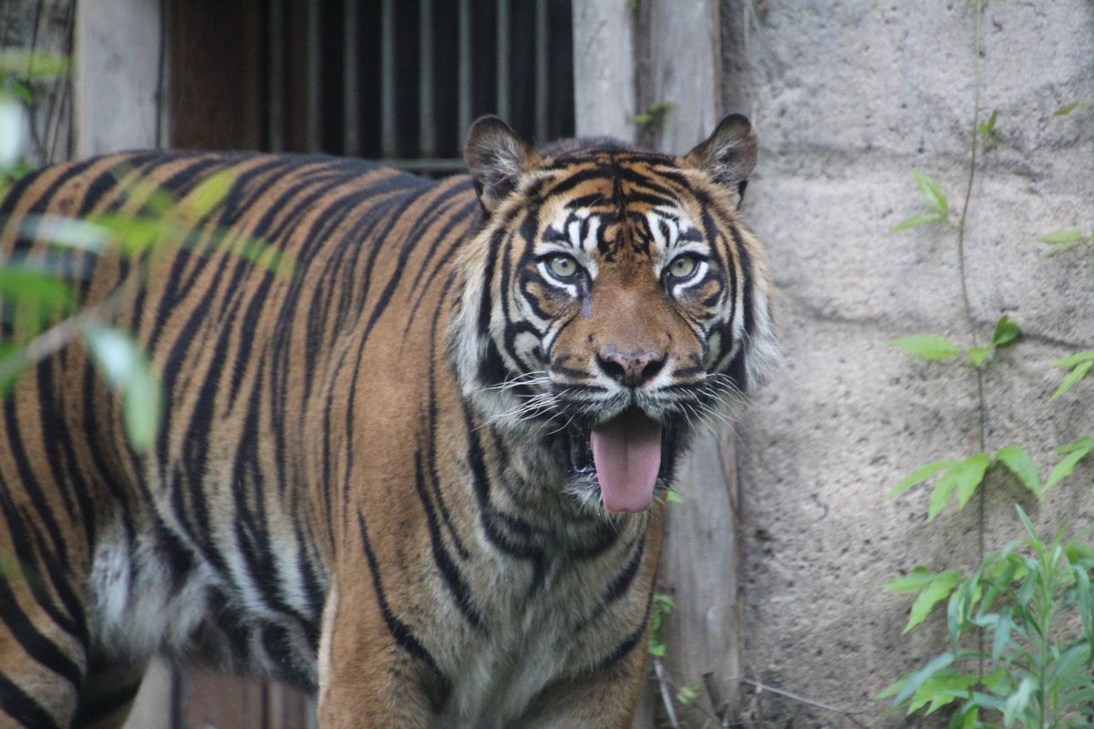 saopin0320's tweet photo. 先週の事、避暑にもなった仙台28℃位でしたよ😁
バユ🐯さんに会ってきました😁元気だ😆
📷️2026.7.23
#八木山動物公園 #スマトラトラ 
#バユ https://t.co/jsxsVNqO60