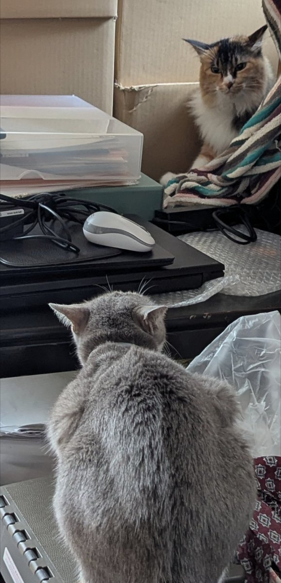 NaruOffice's tweet photo. 事務所2トップがバトル寸前！
てめえら、やるのは勝手だが、書類のダンボールやPCを壊すんじゃねーぞ！
てか…女子同士だし、ここは気持ちが分かる事務所の補助者の方に任せるしかない…
やはり男には限界があるということか？
ﾅﾝﾉｺｯﾁｬ?w https://t.co/JNAZS1wTRt