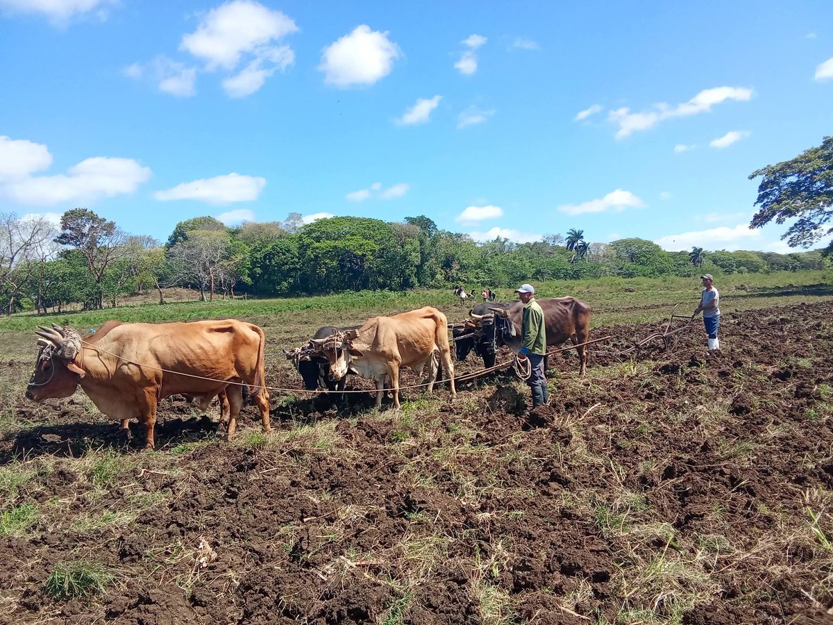 LazcanoQue73471's tweet photo. Los Campesinos cubanos junto a nuestro Partido y produciendo alimento para nuestro Pueblo pensando como país.
#ANAPCuba
#ANAPCienfuegos https://t.co/ZjbtpZKfQX