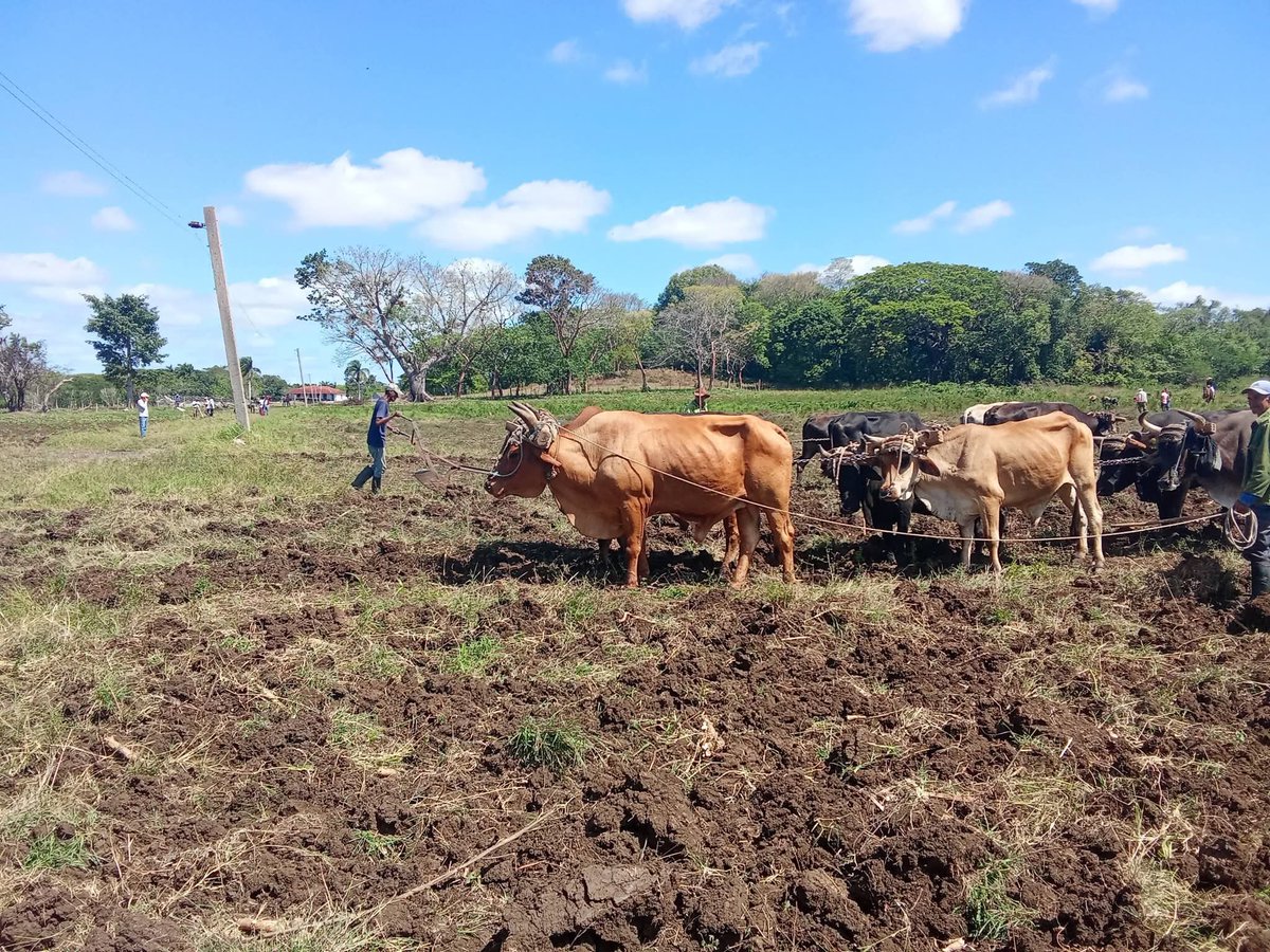 LazcanoQue73471's tweet photo. Los Campesinos cubanos junto a nuestro Partido y produciendo alimento para nuestro Pueblo pensando como país.
#ANAPCuba
#ANAPCienfuegos https://t.co/ZjbtpZKfQX