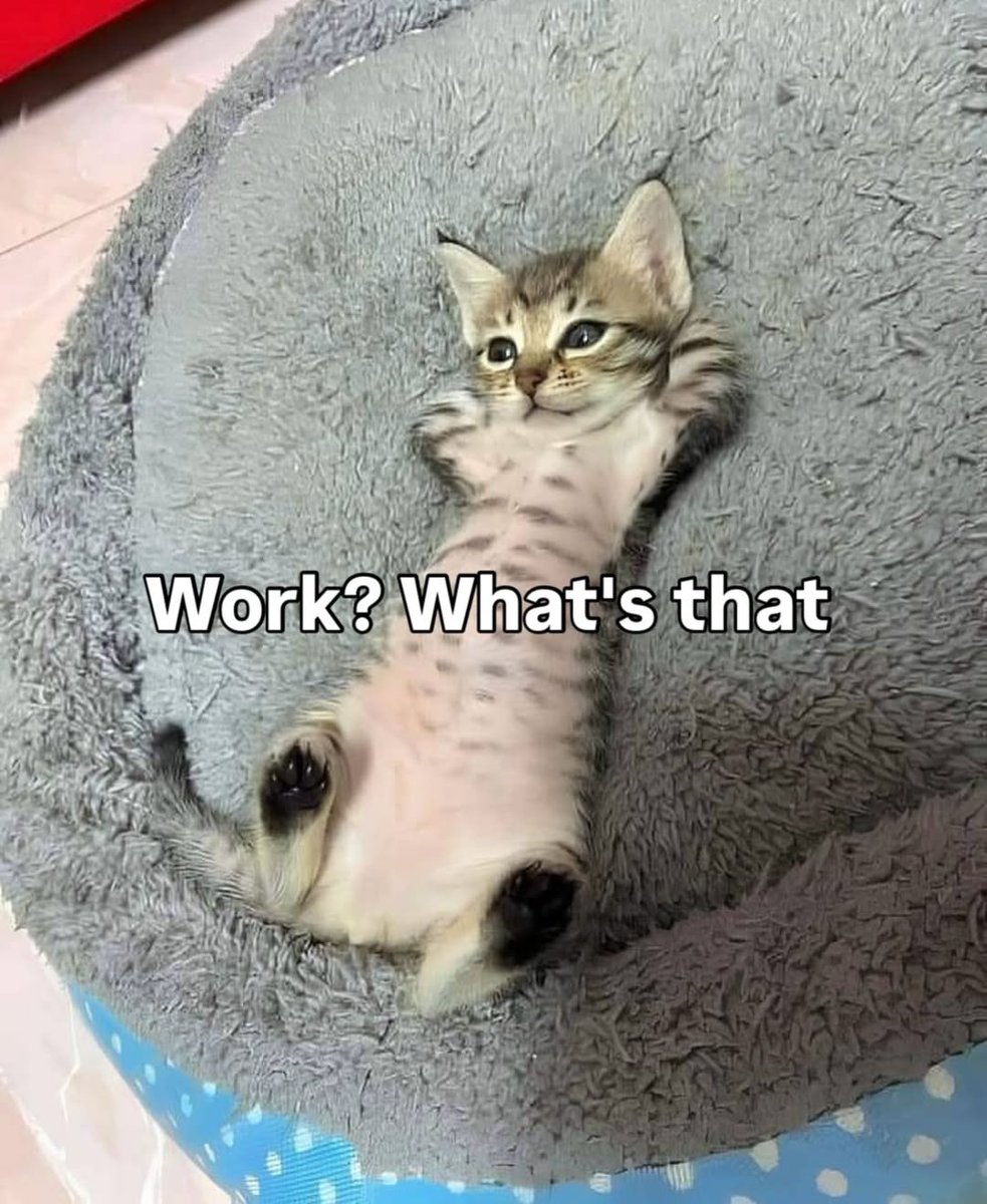 Catsillyness tweet picture