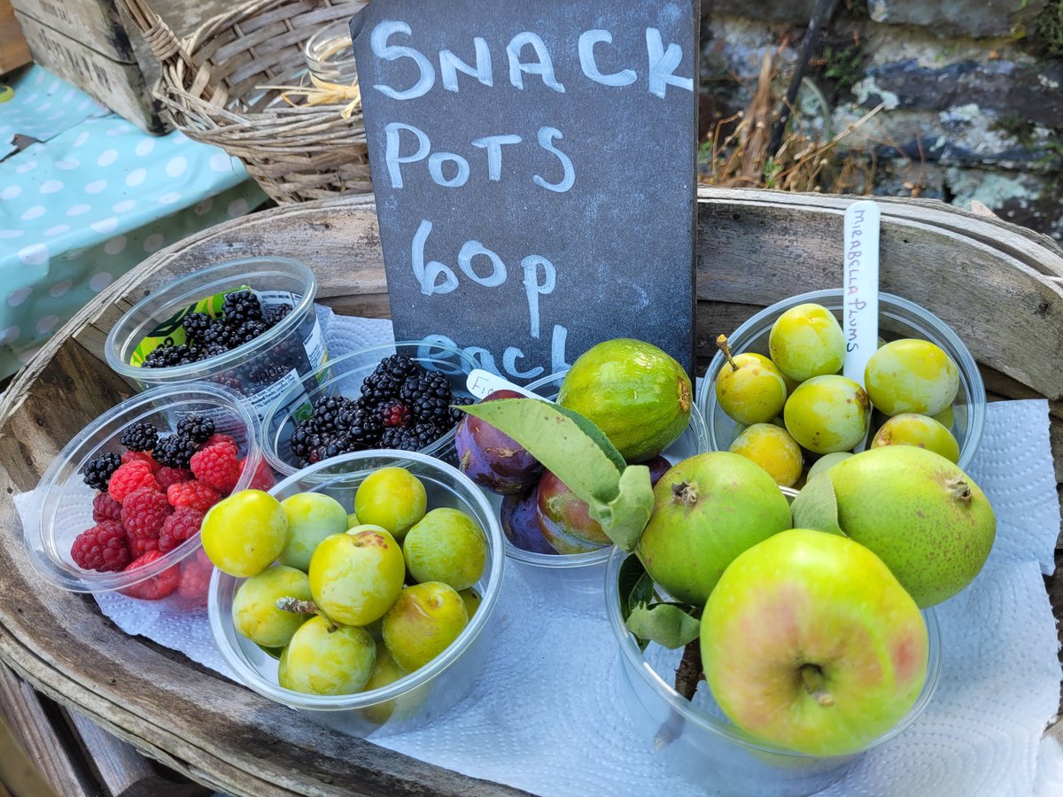 dovecotenursery's tweet photo. Amazing what I can fit in one of our snack pots . Quite a choice now 👌 raspberries, black berries, figs, apples, plums and pears. Just harvested and in the trug on our table today #anglesey #seasonal #local #chef https://t.co/kwlZssP52S