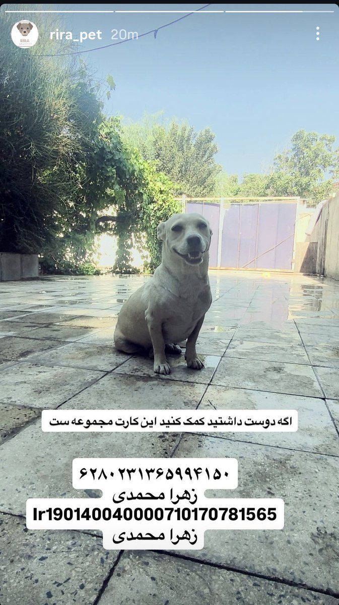 somi_r2's tweet photo. ری‌را پناهگاهِ سگ‌های نژاد کوچکه، خیلیاشون آسیب‌دیده یا قربانی آزار بودن.
الان سرحال و خوشحالن، خیلیاشون واگذار میشن و خونه پیدا میکنن!
الان گلریزان ۵۴ هزارتومانی گزاشتن، میخوان #ماکارونی بخرن.
اگر اهلش هستین، یک سهم به این پشمکا هدیه بدین.
6280231365994150
خانم محمدی

#ریتوییت https://t.co/KRa5hnj5Kr