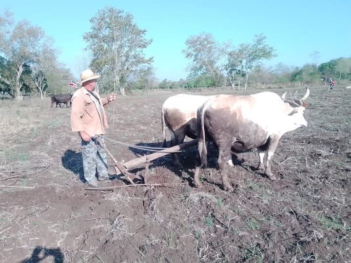 LazcanoQue73471's tweet photo. Los Campesinos cubanos cumpliendo con el deber de producir alimentos para nuestro Pueblo.
#ANAPCuba
#ANAPCienfuegos https://t.co/4Ls8wDzasW