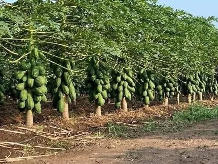 LazcanoQue73471's tweet photo. Los Campesinos cubanos cumpliendo con el deber de producir alimentos para nuestro Pueblo.
#ANAPCuba
#ANAPCienfuegos https://t.co/4Ls8wDzasW