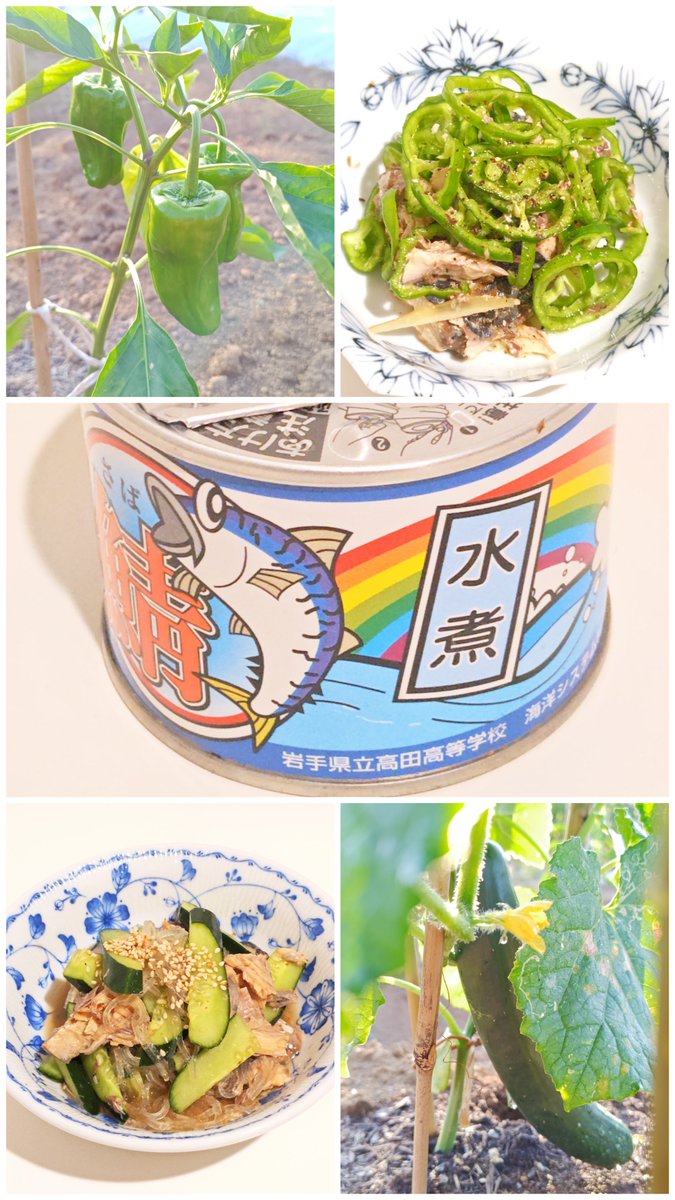 oluha0610's tweet photo. こんばんわ🌔
*鯖缶(陸前高田の高校ブランド)×(おうち🫑&おうち🥒)≒パリパリピーマン(オリーブオイルと黒胡椒)&春雨胡瓜サラダ(ゴマ油とポン酢)
*(まだまだ続くよ)コロッケメンチカツカレー(揚げ物は既成品)
#おうちごはん
#キッチンごっこ
#homemadecooking #kitchenplay https://t.co/Wvzb9zvYzL