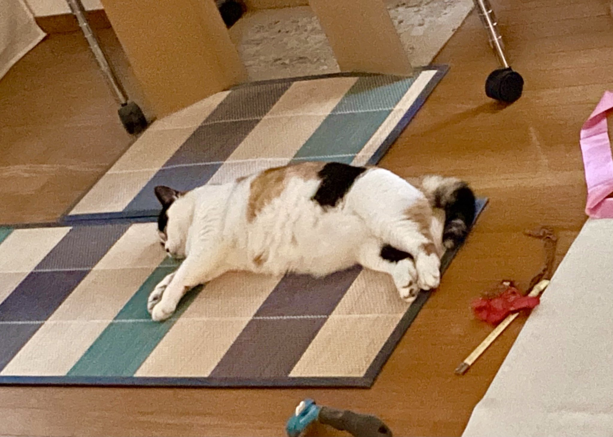 にゃんころもち على X: 
