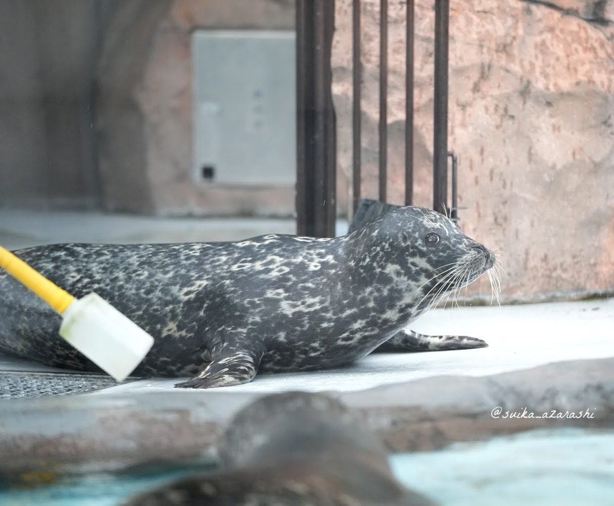 ミトくん🦭✨ 2026.7 #上野動物園 #ゼニガタアザラシ