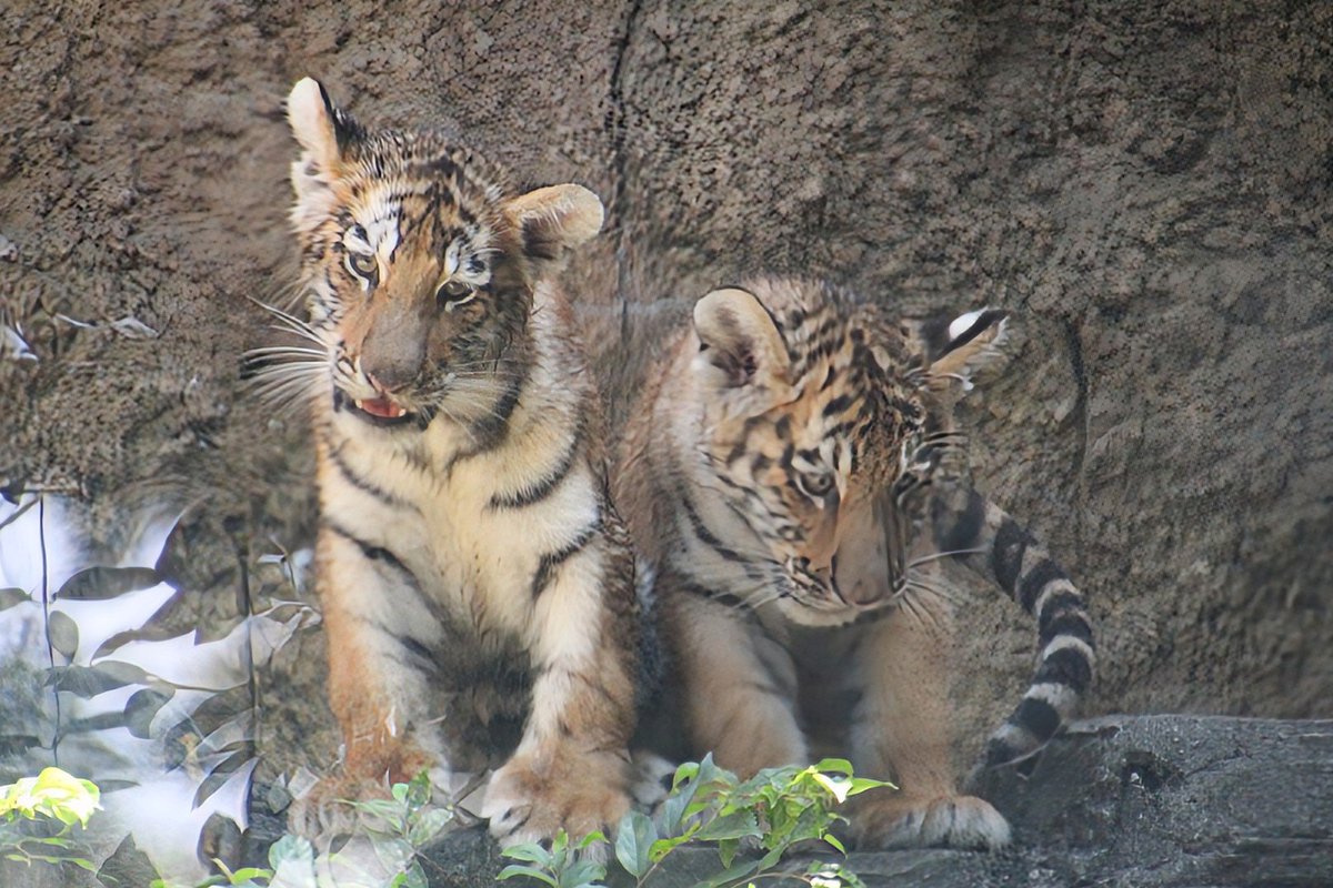 saopin0320's tweet photo. イチ🐯っ仔に会えた😆😆💕
📷️2026.7.30
#多摩動物公園 #アムールトラ https://t.co/VHVecDeAgM