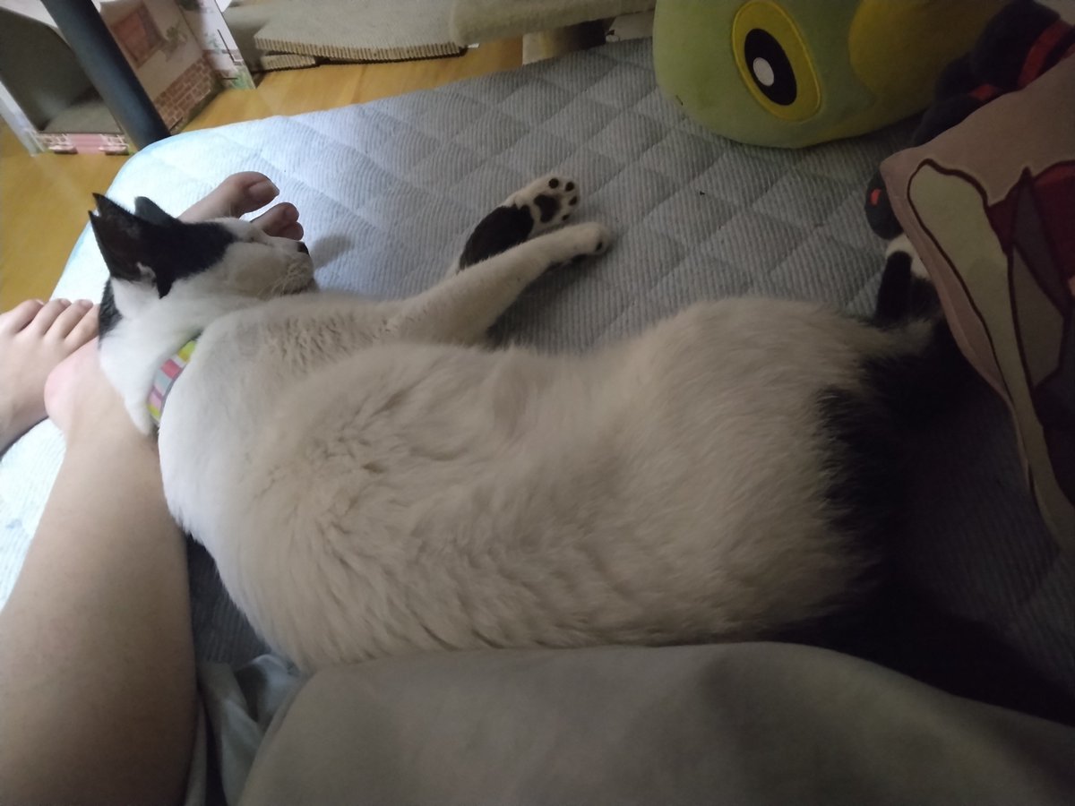 nanatomu158's tweet photo. はーちゃん😴 https://t.co/ZPIRaZ2dWl