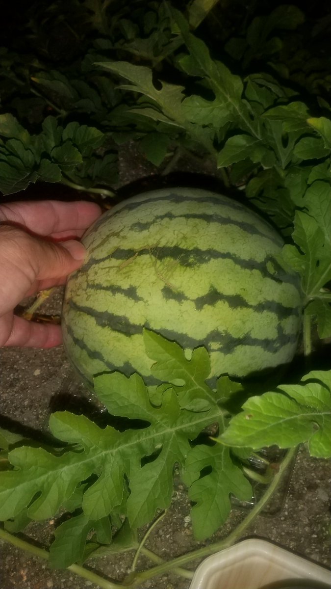 pniiFANTASY's tweet photo. お疲れさま〜✨ﾃｨｯﾋｯﾋｯ😁スイカ🍉がそのへんに売ってるのと代わらんくらいデカなってきた😂35日やから…お盆には収穫やな🤔たのしみや～😆
さてP兄の晩ご飯は『ちょっと手抜きでササッと焼きそば』で☝️
今日は送迎待機中に思いがけずめーっちゃ嬉しいことあったし🤭幸せなP兄でした✨😌 https://t.co/sBDxL0tCCW