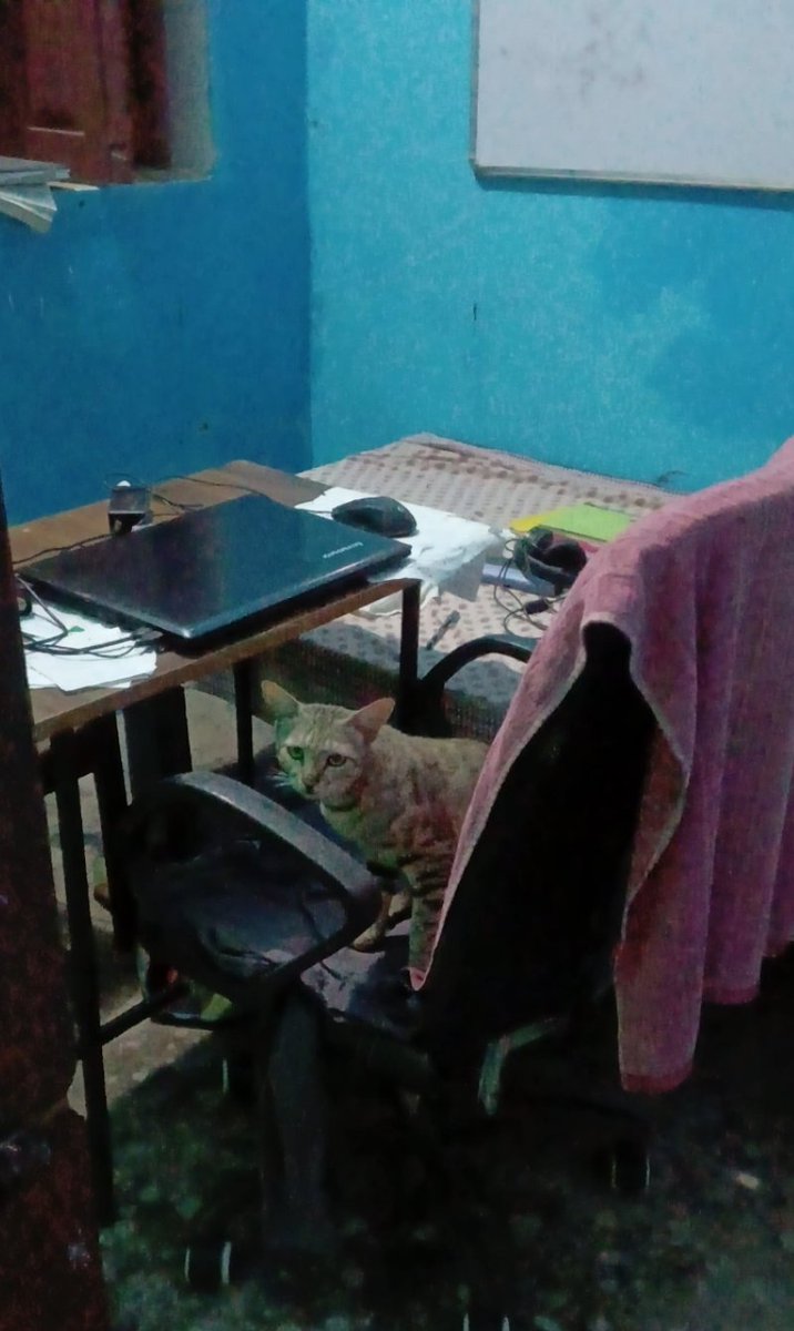 programmersatya's tweet photo. 🤦🤷  
Even the cat is trying to build a project; it wants a job in this market https://t.co/ON910h4Ir0