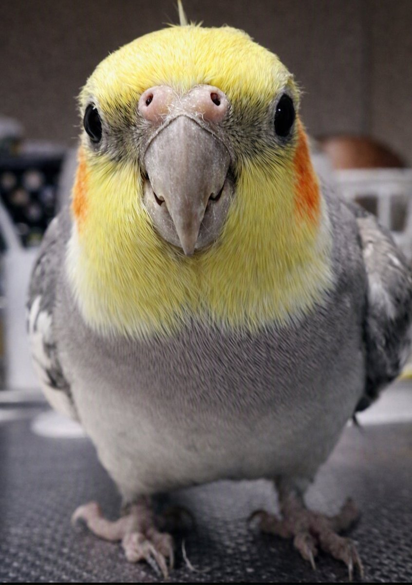 kohaito7915's tweet photo. えへへ園児 https://t.co/qPhBsZLFZu