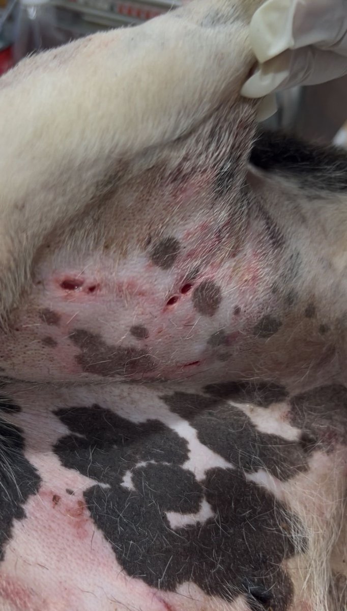 NiallHarbison's tweet photo. I found this street dog in Thailand 8 months ago. She had been savaged by a pack of dogs. 

To see her today is a thing of beauty… (1/7) 🧵 https://t.co/FQu0hGEzqt