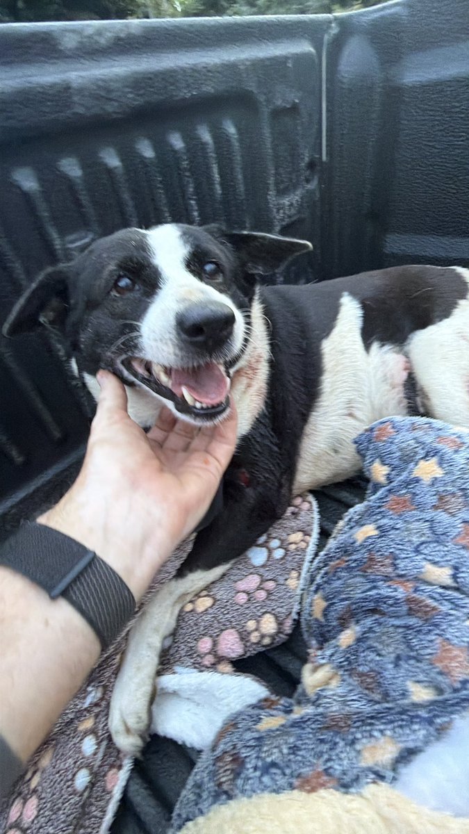 NiallHarbison's tweet photo. I found this street dog in Thailand 8 months ago. She had been savaged by a pack of dogs. 

To see her today is a thing of beauty… (1/7) 🧵 https://t.co/FQu0hGEzqt