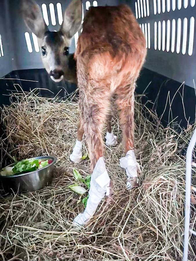 30millionsdamis's tweet photo. ‼️ URGENCE ! Face aux feux de forêts en cours en Gironde, un collectif d’associations spécialisées et de centres de soins de la faune sauvage s'est organisé pour intervenir et venir récupérer les animaux sauvages blessés afin de leur prodiguer les soins nécessaires.

‼️ Malheureusement, ces organisations ne parviennent pas à obtenir l’autorisation pour se rendre sur les zones sinistrées alors qu’un nombre important d’animaux sauvages sont en grande détresse et pourraient être sauvés.

🚨 La Fondation #30millionsdamis, partenaire de structures animalières mobilisées sur le terrain, a débloqué une aide exceptionnelle pour le secours aux animaux et soutient les interventions d’urgence permettant de les recueillir et les soigner dans les meilleures conditions.

La Fondation 30 Millions d'Amis appelle donc les autorités à collaborer avec ce collectif afin de favoriser le sauvetage des animaux sauvages blessés, en autorisant leur intervention encadrée sur la zone sinistrée.

Chaque vie compte. 🤍

@PrefAquitaine33
@santearmees  
@SeaShepherdFran