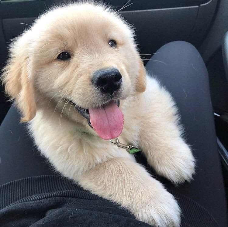 bellof0urthcard's tweet photo. พิ่นอนรอละน้า🐶🤏🏻

JIMJUFORCE BIRDY EP3  

#STAYAWAKEEP3
✮ #jimmyyjp ✮ https://t.co/G9K56GYkKX