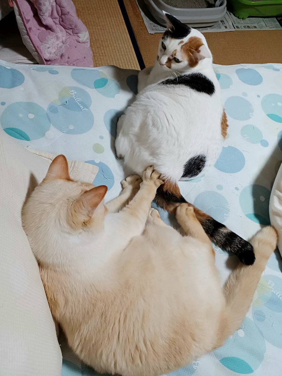 boXaHw2JYSGxmdQ's tweet photo. 暑すぎて💦
緑のカーテンじゃ…間尺に合わん😅
で、風"さんに叱られちゃった…がりぞー(笑) https://t.co/5j5EY5LEl8