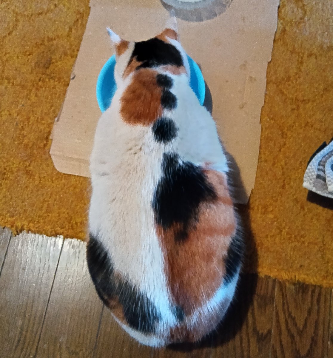 gumikuro53997's tweet photo. 2025/5/30より茨城県で三毛猫を探しております。
くろを迷子にさせて1年が経ってます。
避妊済小柄細身の三毛猫です。
額に八、茶黒のブチ模様多めです。
三毛猫の目撃をいただいた場所は時間を見て周っています。
つくば市等で見かけましたらご連絡いただければ幸いです。
#つくば市 #迷子猫 #三毛猫 https://t.co/SaOCNZ7d3g