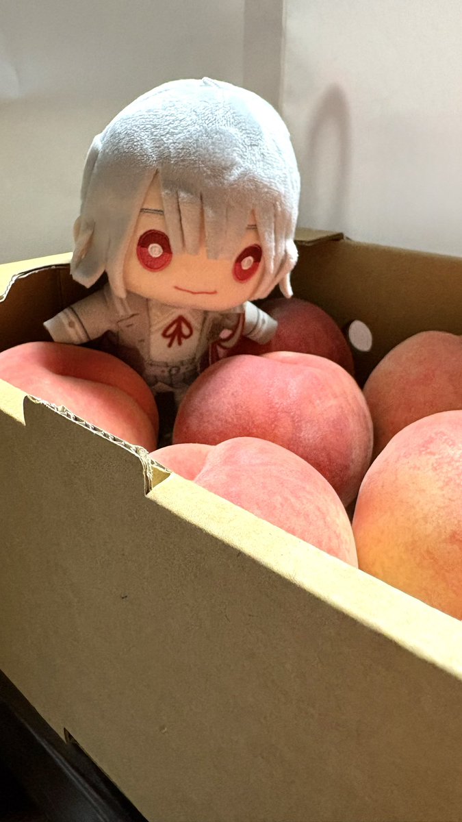 1107_nov's tweet photo. #弦誕祭2026 

弦月お誕生日おめでとう！！！
今年も一緒にお誕生日お祝い出来て嬉しい✨
20代最後の年が光り輝く1年でありますように！！！！

うちのお弦ぬいちゃんは、お誕生日なのに桃箱に落ちて不満顔ww https://t.co/S1jNIQjivQ