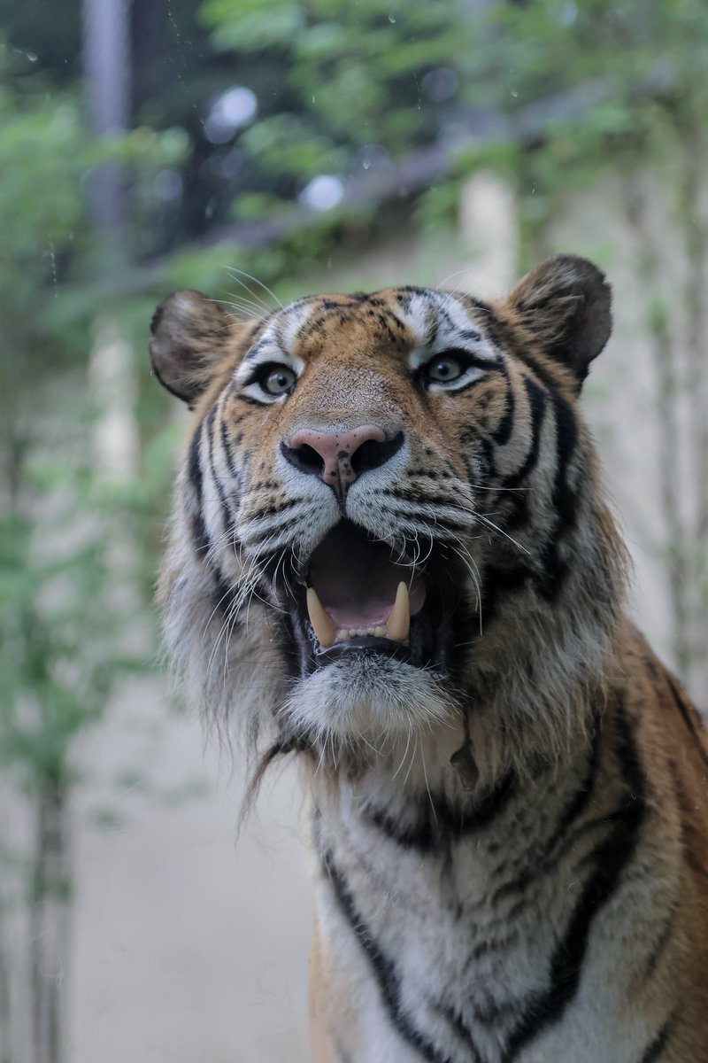 mofumofu1640087's tweet photo. 下から🐯

#新
#アムールトラ
#茶臼山動物園 https://t.co/hsJ1zA5iur