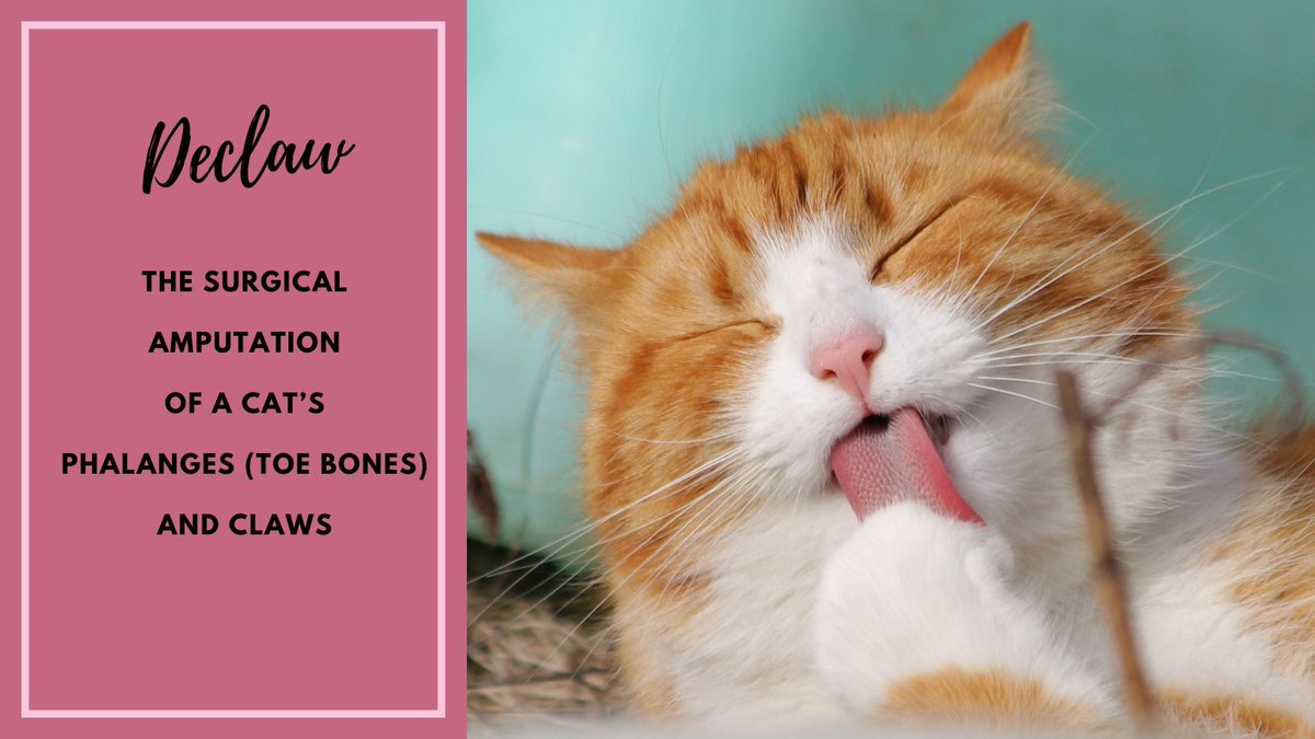 TweetingTruman's tweet photo. #CatWordOfTheDay
#CatTrivia
#CatsOfTwitter
#CatsOf X https://t.co/cby5FlKVAD