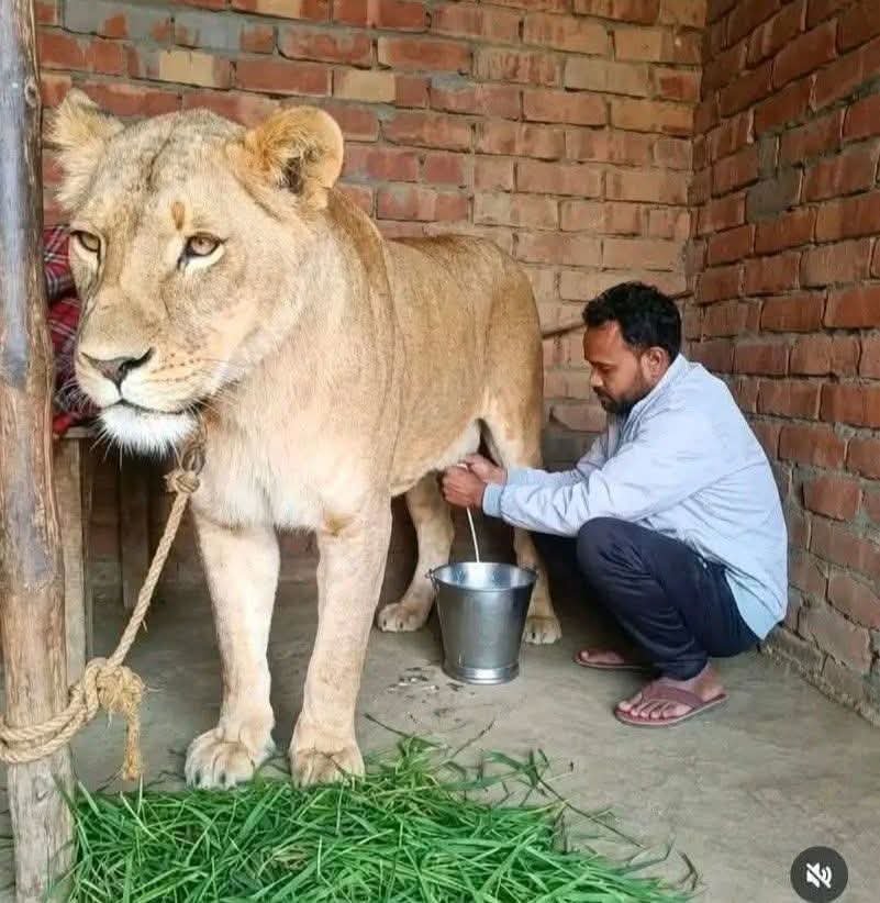 voice_of_hindu2's tweet photo. ये वही शिक्षा की शेरनी है ,
जिसका दूध जन्मजात अछूत भीमटे पीते है 😁😁😁 https://t.co/3q70YLk23S