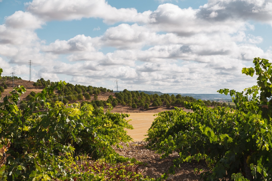 MasaveuBodegas's tweet photo. En #BodegasLeda trabajamos con viñas viejas situadas en diferentes zonas de Castilla y León, dejando que cada parcela exprese su carácter y acompañando su evolución con el mínimo de intervención.
Porque todo lo que llegará a la copa comienza aquí. 🍇
#MasaveuBodegas https://t.co/IiH6cJ2VBI