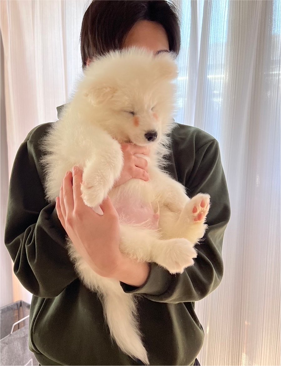 samoyed_dazs's tweet photo. 小さいぬいぐるみから
大きいぬいぐるみになりました https://t.co/TXQjAdYqg0