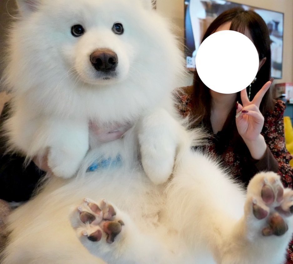 samoyed_dazs's tweet photo. 小さいぬいぐるみから
大きいぬいぐるみになりました https://t.co/TXQjAdYqg0