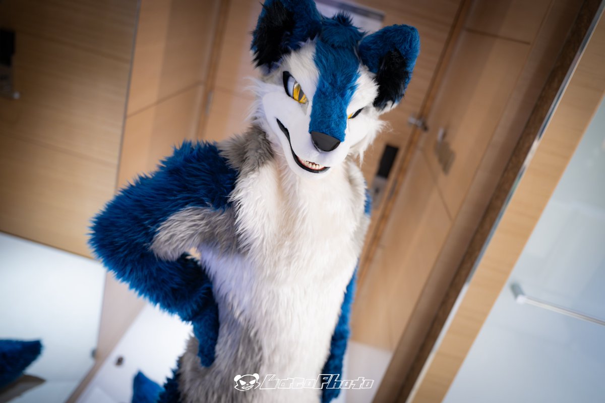 Laska_TW's tweet photo. 🐺✨
#FursuitFriday
#犬工房

📸 @Lacotot https://t.co/S1GsOXH5Ic