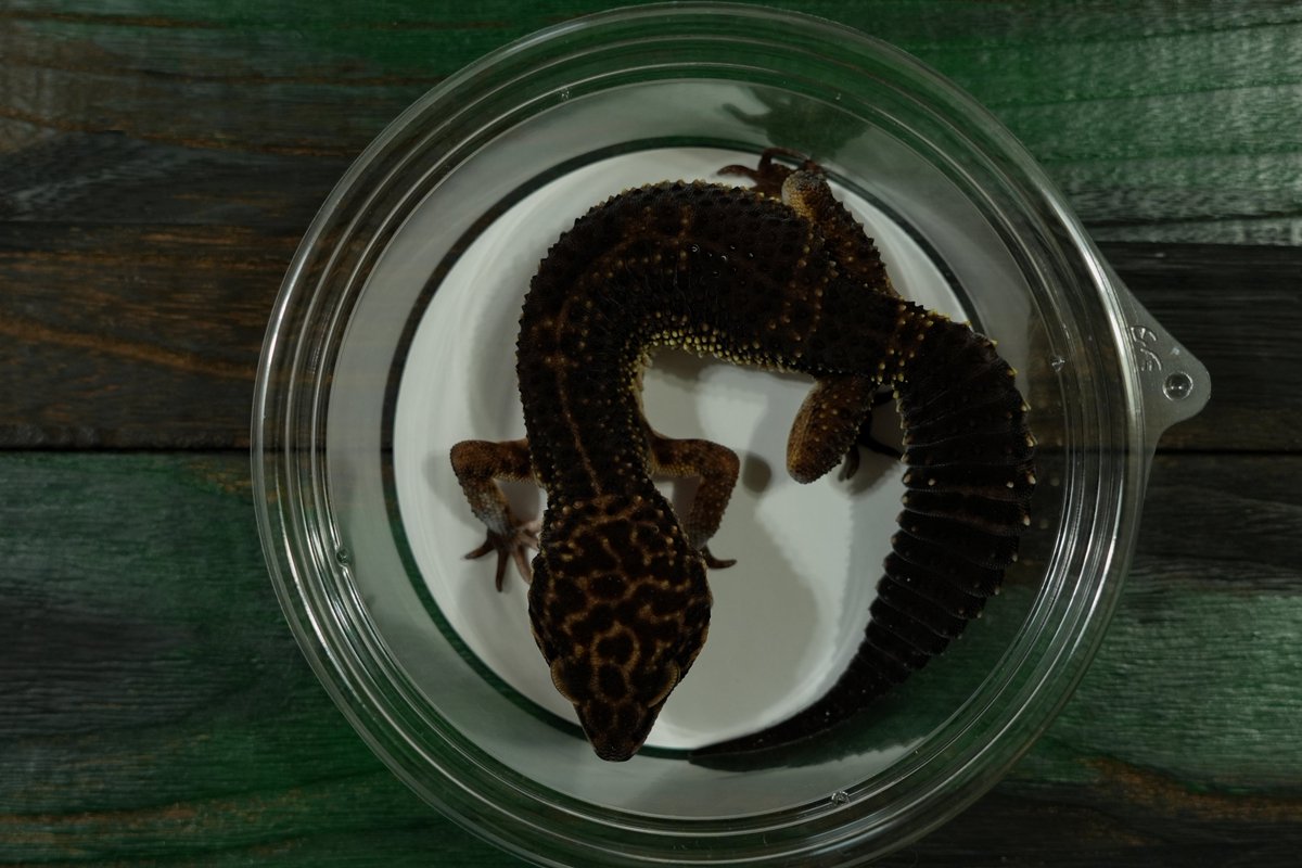 gecko_miyako tweet picture