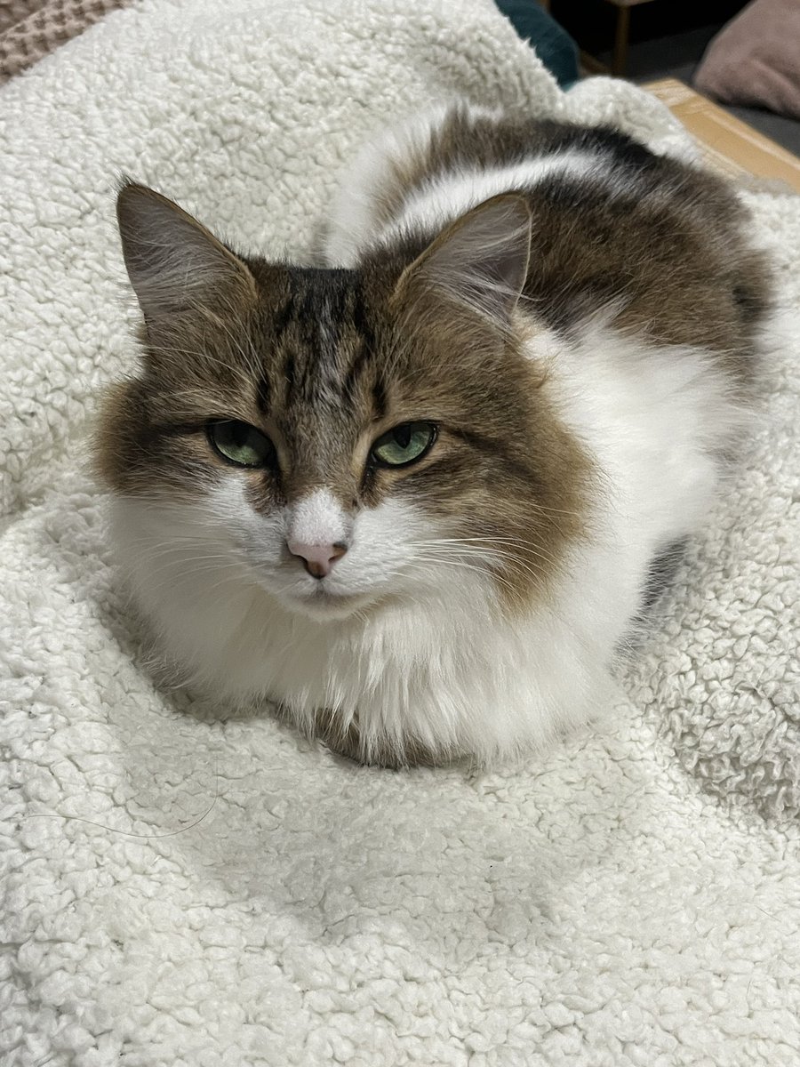 Potato_QaQ's tweet photo. 猫 https://t.co/91EfQWtp55