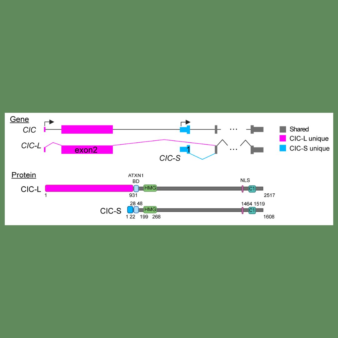Genes & Development tweet media