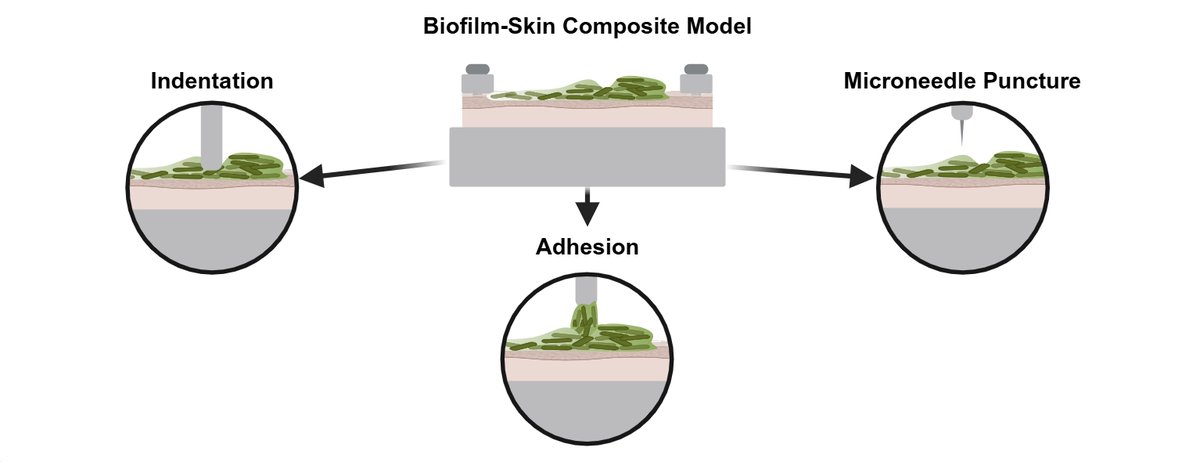 ShuklaLab's tweet photo. Excited to share work by former PhD student Dr. Alec McCall: "Investigating biofilm-induced mechanical changes in skin using a biofilm-skin composite model" 
Congrats to Alec &amp; co-authors Akshay Pakhare, Christopher Shin, Zhaowei Jiang, &amp; Pradeep Guduru! 
https://t.co/hGeh2x3cKU https://t.co/PRESgNGYFs