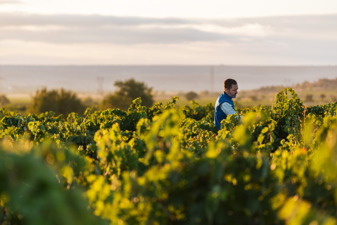 MasaveuBodegas's tweet photo. En #BodegasLeda trabajamos con viñas viejas situadas en diferentes zonas de Castilla y León, dejando que cada parcela exprese su carácter y acompañando su evolución con el mínimo de intervención.
Porque todo lo que llegará a la copa comienza aquí. 🍇
#MasaveuBodegas https://t.co/IiH6cJ2VBI
