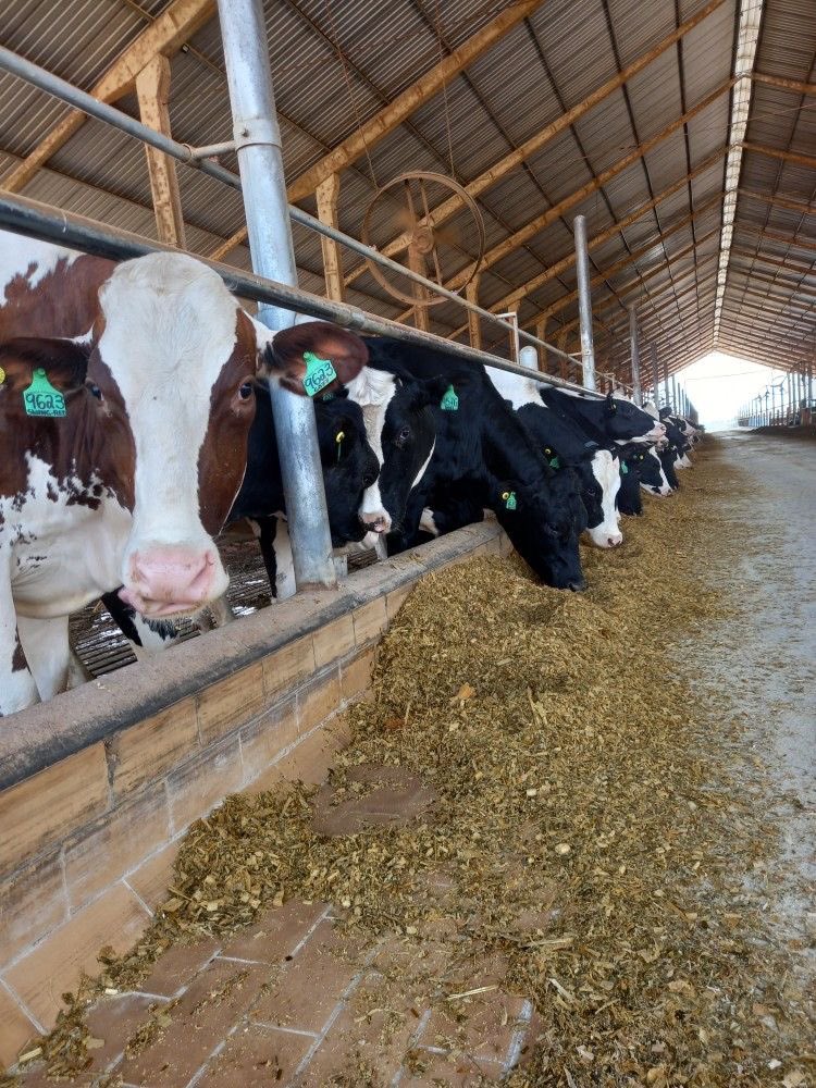 Nikkibrooks23's tweet photo. My lovely Cows 😊💖 https://t.co/DvgglqiSUZ