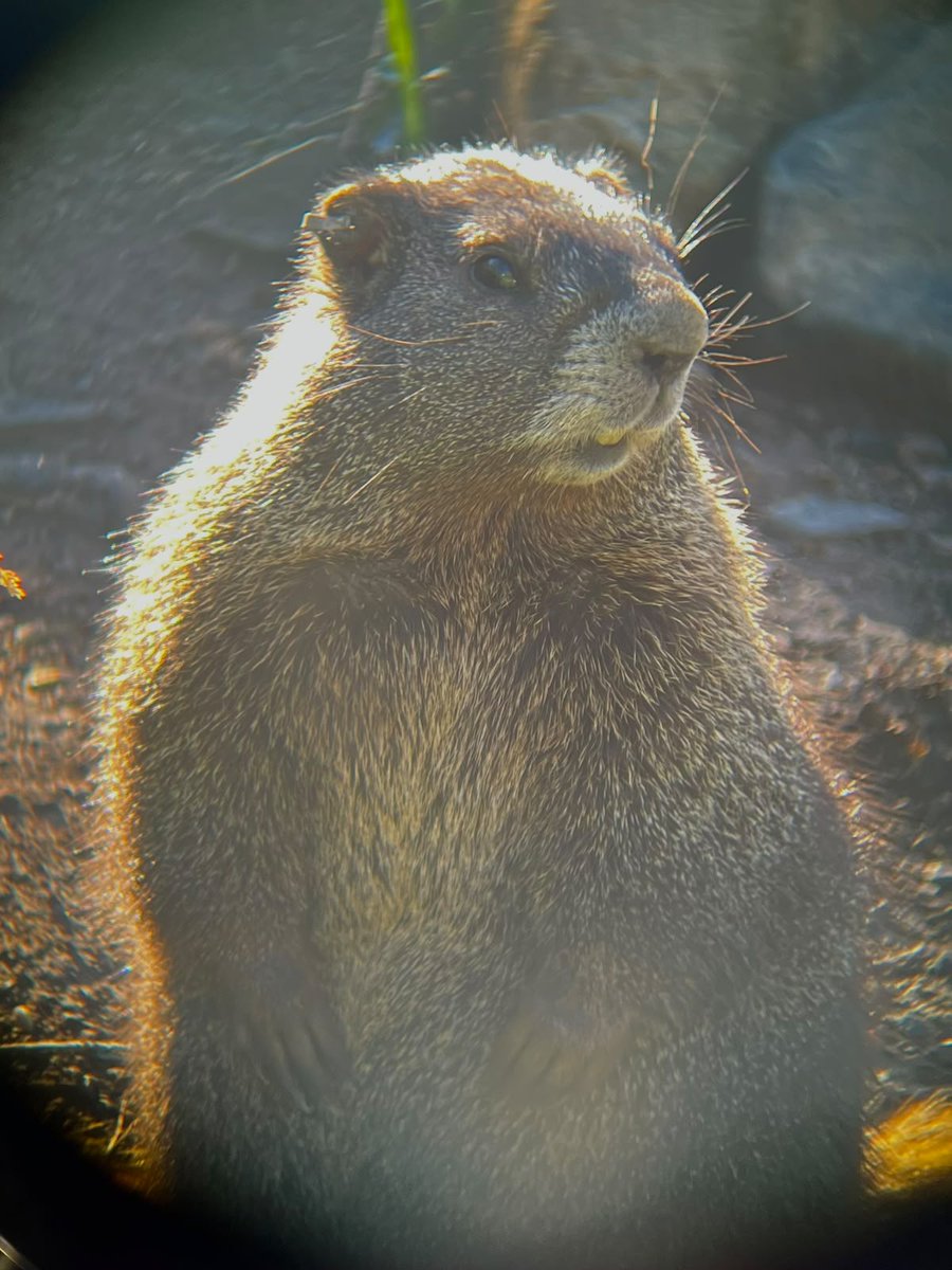 PrJulienMartin's tweet photo. Good morning everyone. Let's just enjoy that nice light and warmth from a rising sun. Jamba is enjoying that nice sun bath and glowing beautifully in her freshly shed new fur coat https://t.co/qUd909tCmr