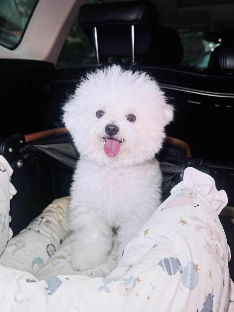 _alifyou7's tweet photo. เป็นสาวภูเก็ตหู้แฮปปี้มาก555555555555 

( #itstofuka ) 🐶⭐️🫳🏻 https://t.co/PYxy9g1hlL