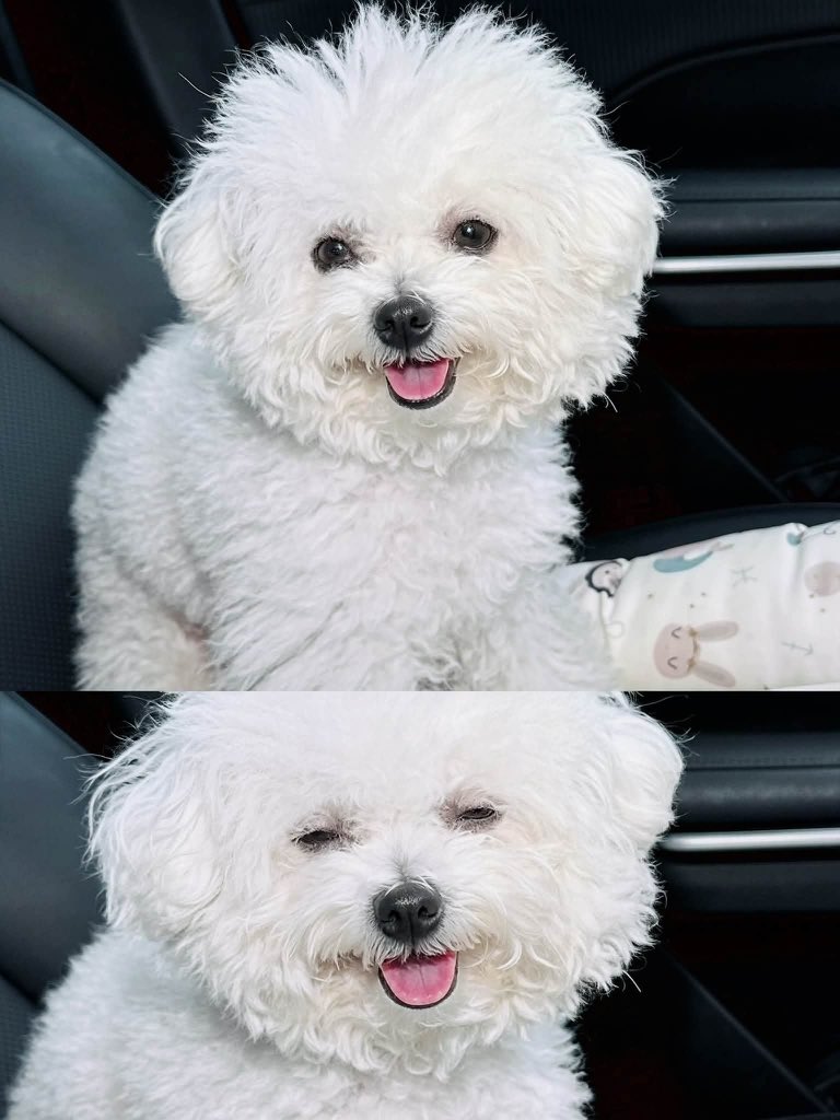 _alifyou7's tweet photo. เป็นสาวภูเก็ตหู้แฮปปี้มาก555555555555 

( #itstofuka ) 🐶⭐️🫳🏻 https://t.co/PYxy9g1hlL