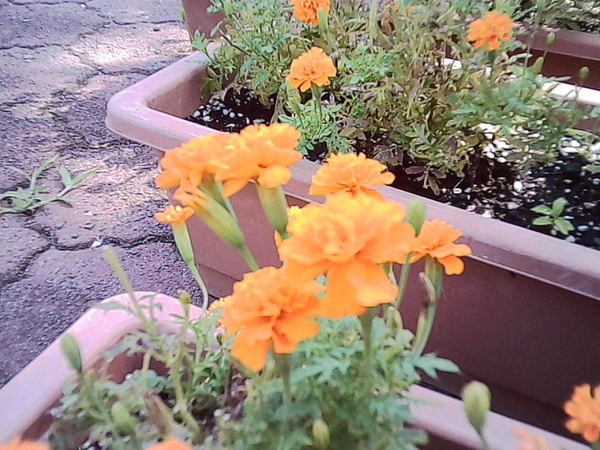 1s0tch's tweet photo. チャーメラで撮った写真
#Kodak
#charmera https://t.co/wcctW4SNRF