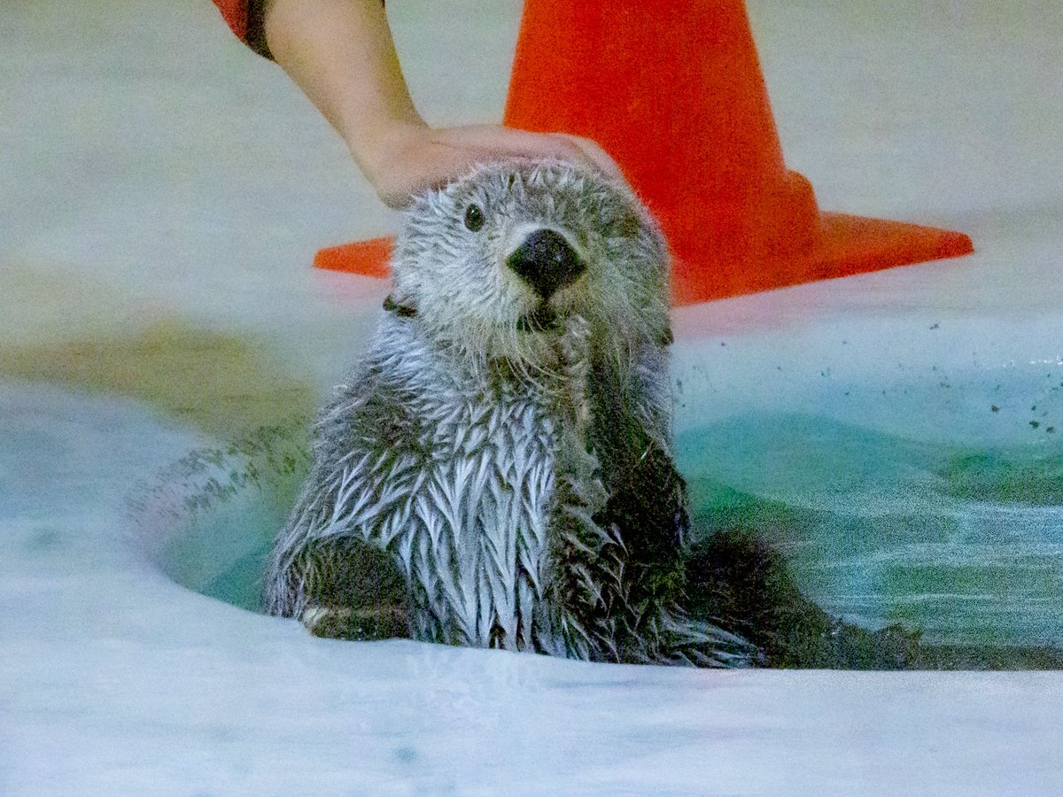 38rakkorian's tweet photo. プロのアイドルラッコすぎる🥺💕
お耳の下がり具合もたまりません…‼︎

#鳥羽水族館　#ラッコのキラちゃん https://t.co/tk8FJBCYbG