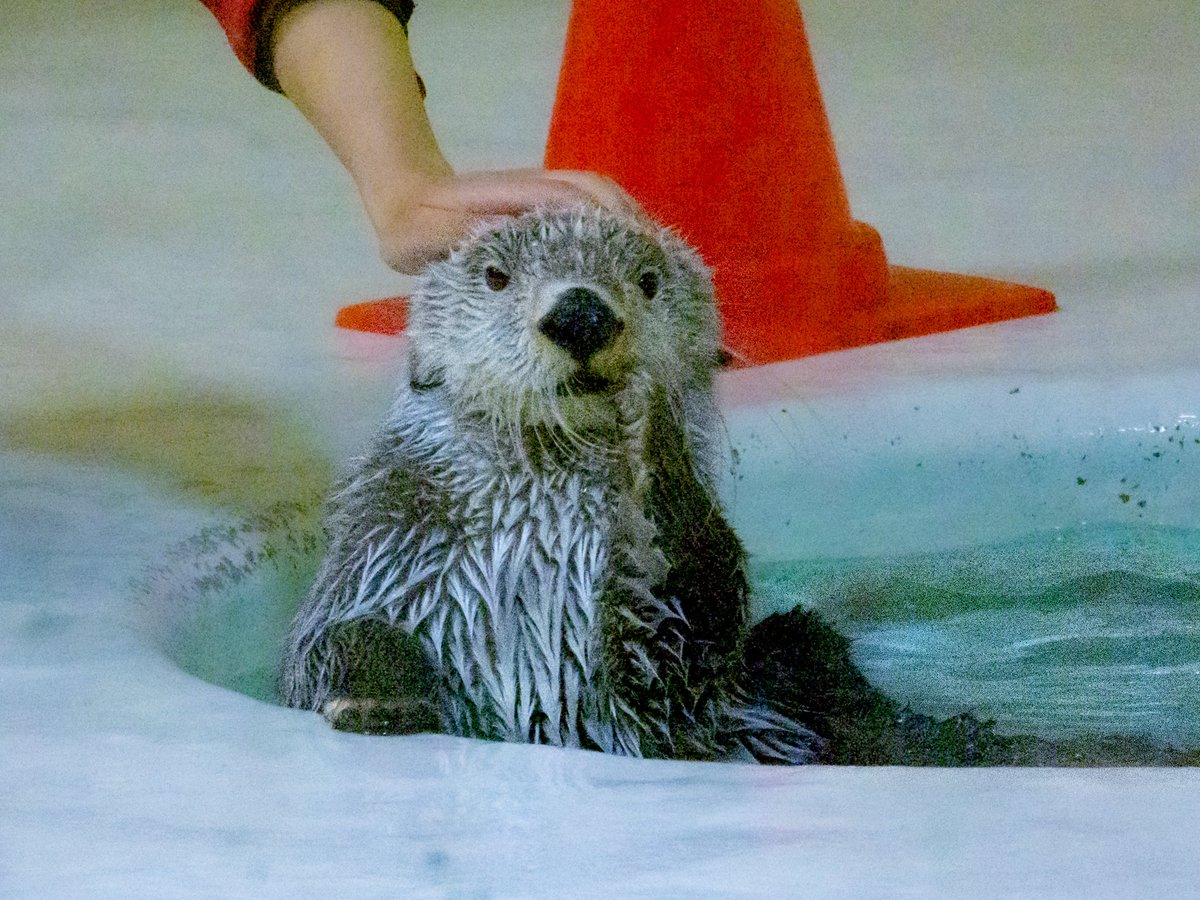 38rakkorian's tweet photo. プロのアイドルラッコすぎる🥺💕
お耳の下がり具合もたまりません…‼︎

#鳥羽水族館　#ラッコのキラちゃん https://t.co/tk8FJBCYbG