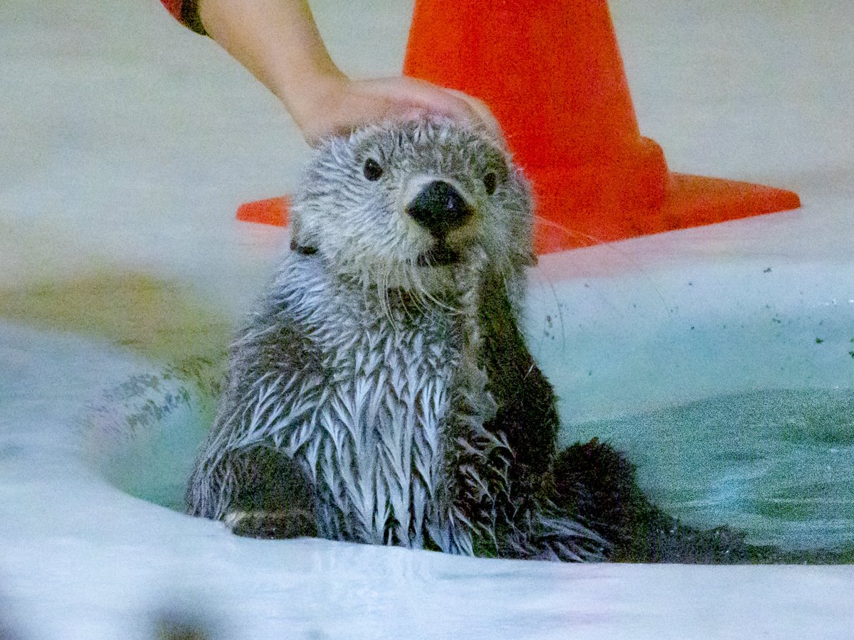 38rakkorian's tweet photo. プロのアイドルラッコすぎる🥺💕
お耳の下がり具合もたまりません…‼︎

#鳥羽水族館　#ラッコのキラちゃん https://t.co/tk8FJBCYbG