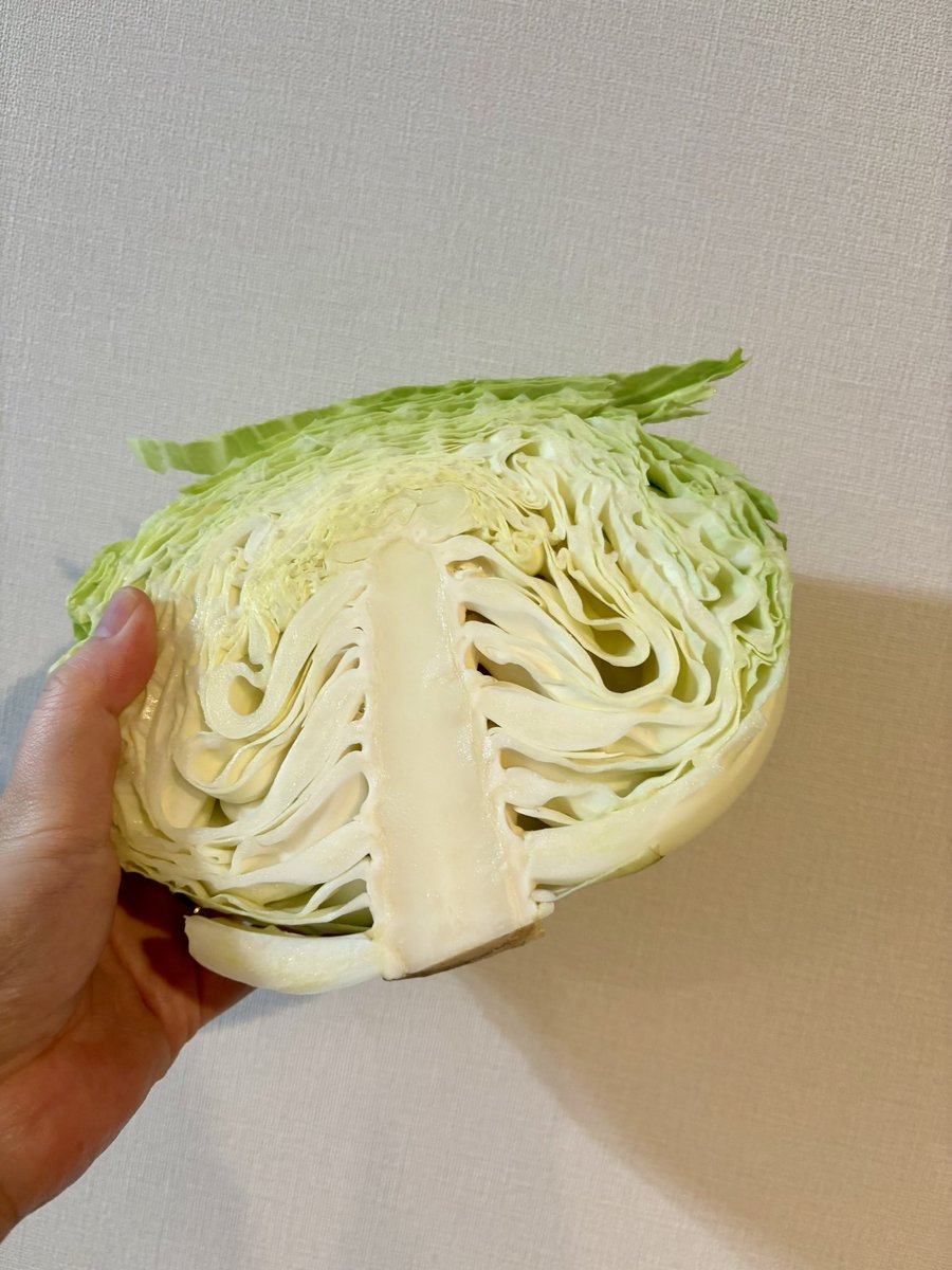 apple4288's tweet photo. たぶん今まで出会ったキャベツで1番芯が長い（ハズレ） https://t.co/Laf5vYkbqX