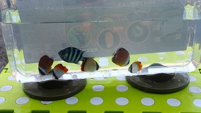 crzy4foto's tweet photo. 今日は大潮、伊豆の海へ。海水温28℃、透明度良好。

チョウ査の結果、確認出来たのは

ナミ・トゲ・フウライ・チョウハン他モンツキ。

確保出来たのはチョウ４種。前回の大潮と比べても

ナミが増えた位でちょっと渋い印象。

#伊豆 #磯採集 #チョウチョウウオ https://t.co/KH7kERL99y