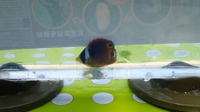 crzy4foto's tweet photo. 今日は大潮、伊豆の海へ。海水温28℃、透明度良好。

チョウ査の結果、確認出来たのは

ナミ・トゲ・フウライ・チョウハン他モンツキ。

確保出来たのはチョウ４種。前回の大潮と比べても

ナミが増えた位でちょっと渋い印象。

#伊豆 #磯採集 #チョウチョウウオ https://t.co/KH7kERL99y